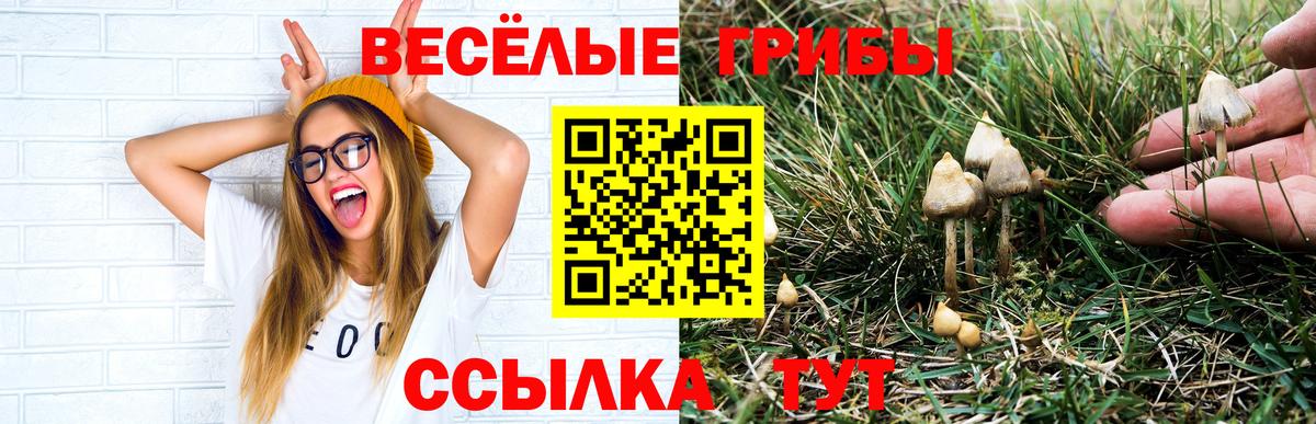Псилоцибиновые грибы Psilocybine cubensis Томск